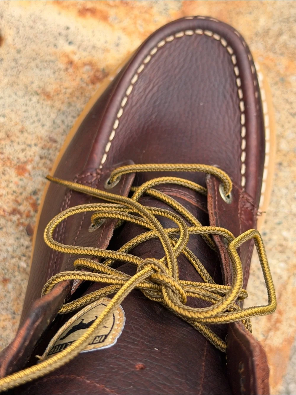 Irish Setter step into